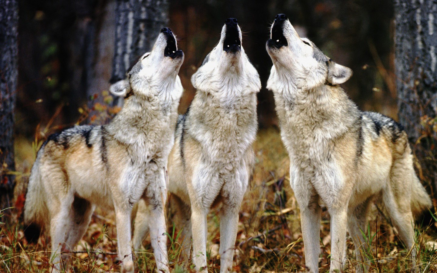 A pack of white wolves