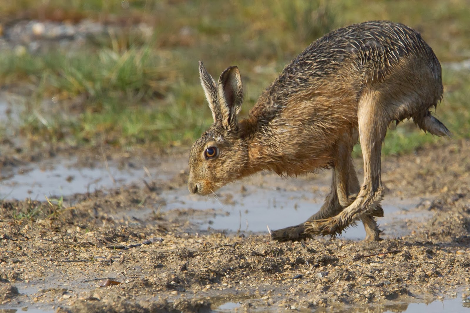 Photo of a hare in a jump