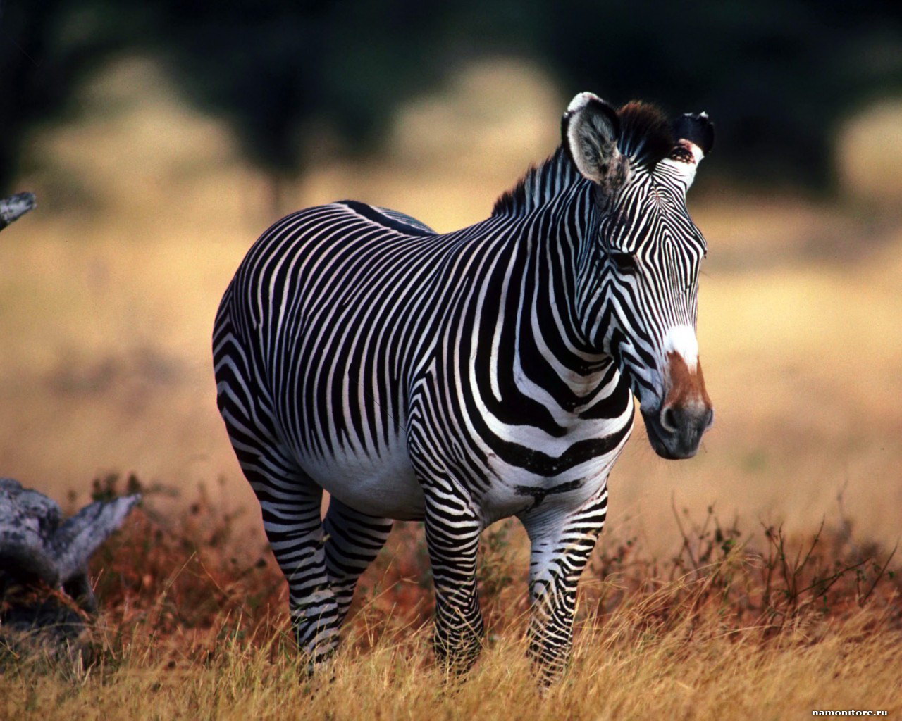 Photo of zebra