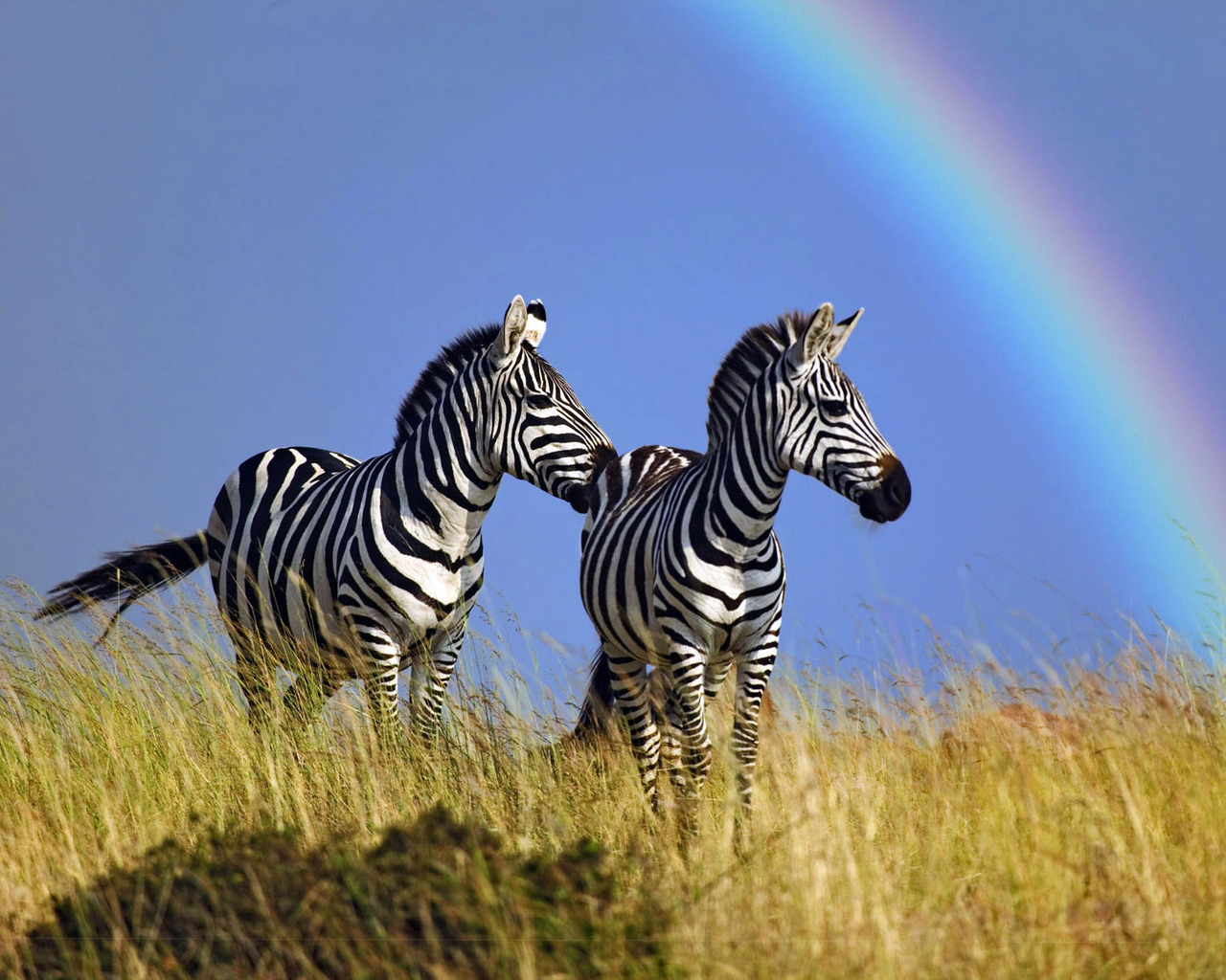 Zebras under the rainbow
