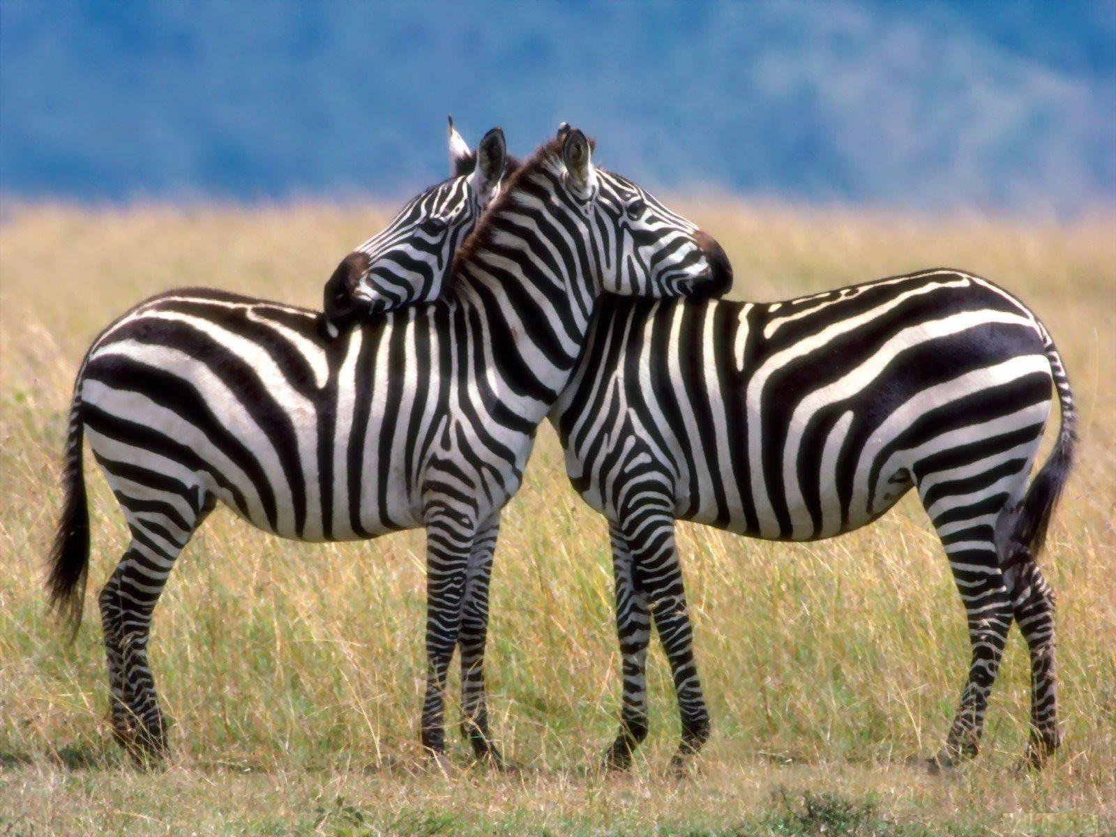 A pair of zebras
