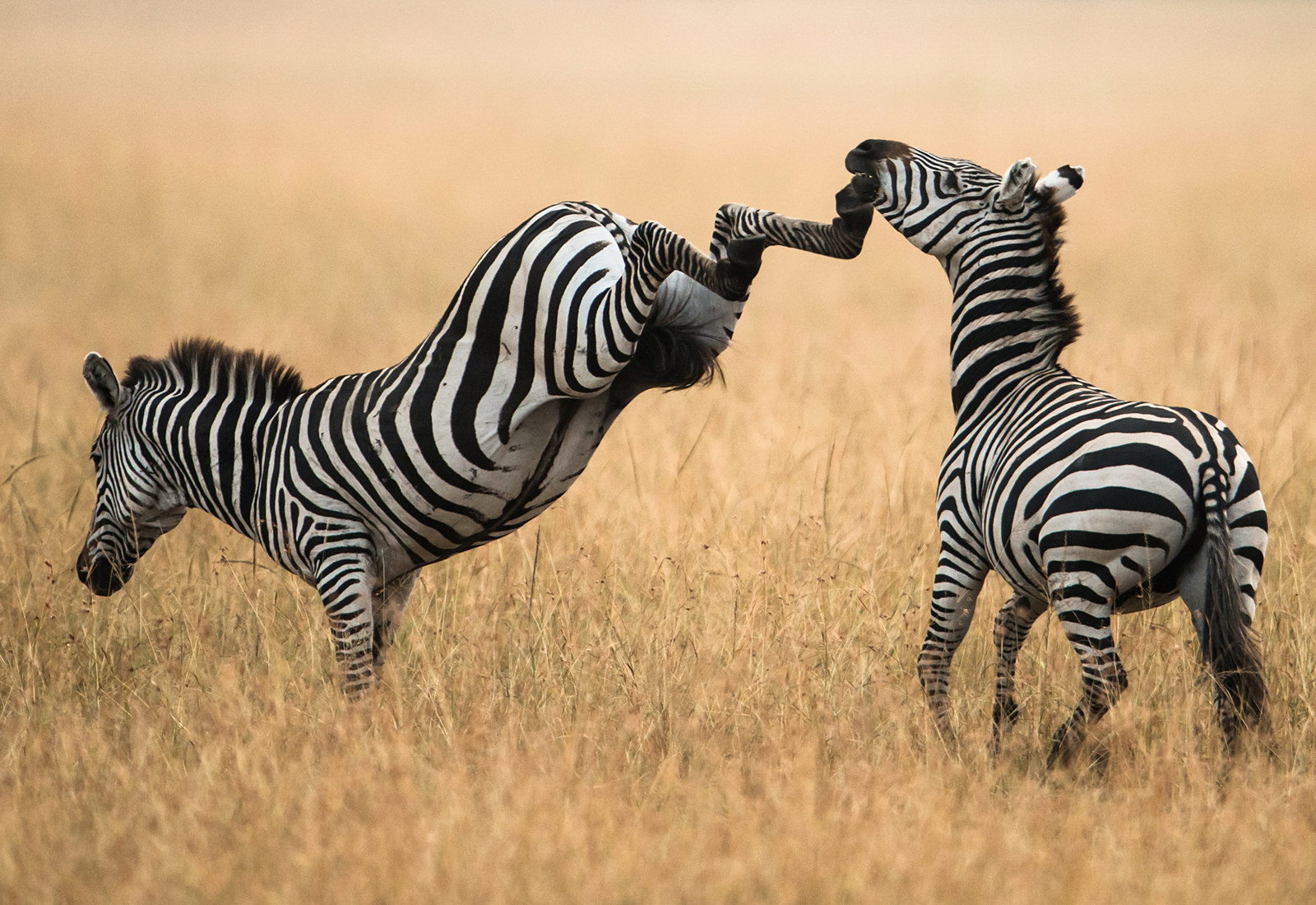 Zebras are fighting
