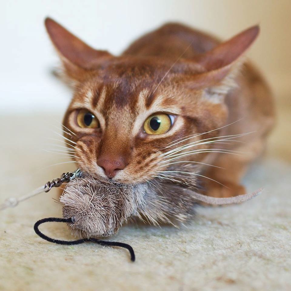 Abyssinian cat with a toy