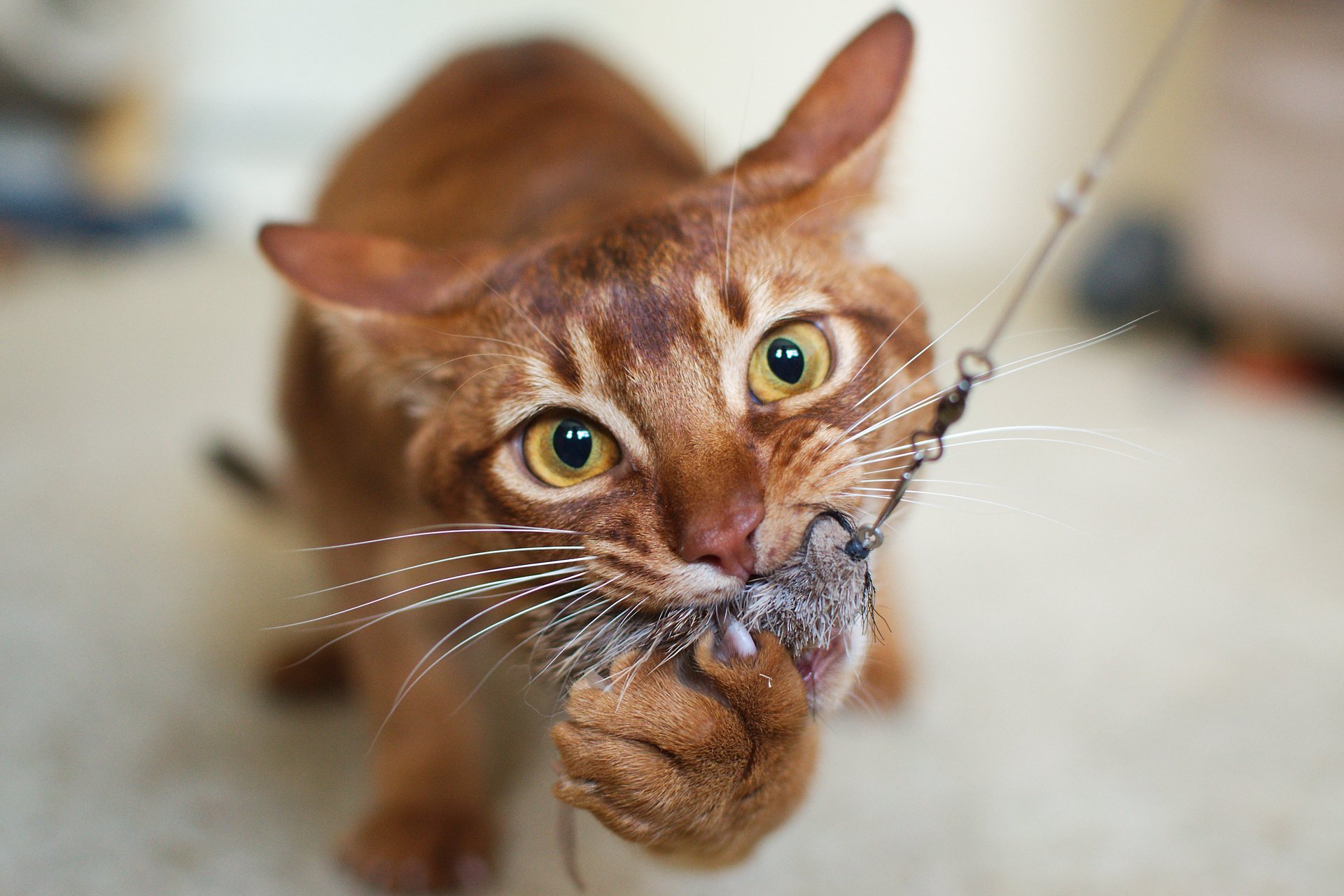 Abyssinian cat with a toy