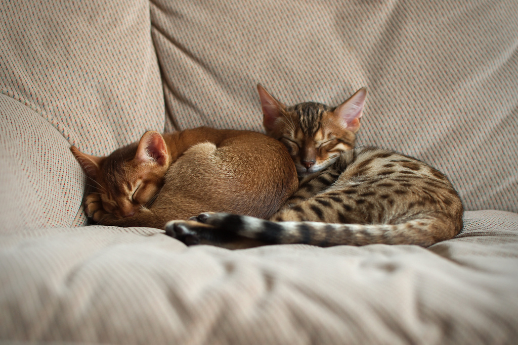 Abyssinian and Bengal cats