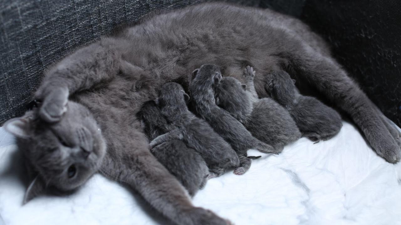 British shorthair cat with kittens