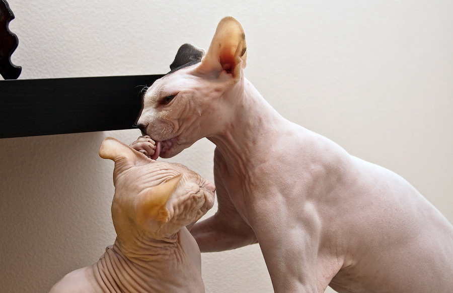 Don Sphynx: a cat with an adult kitten
