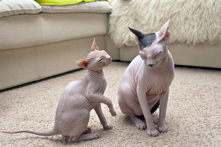 Don Sphynx: a cat with an adult kitten