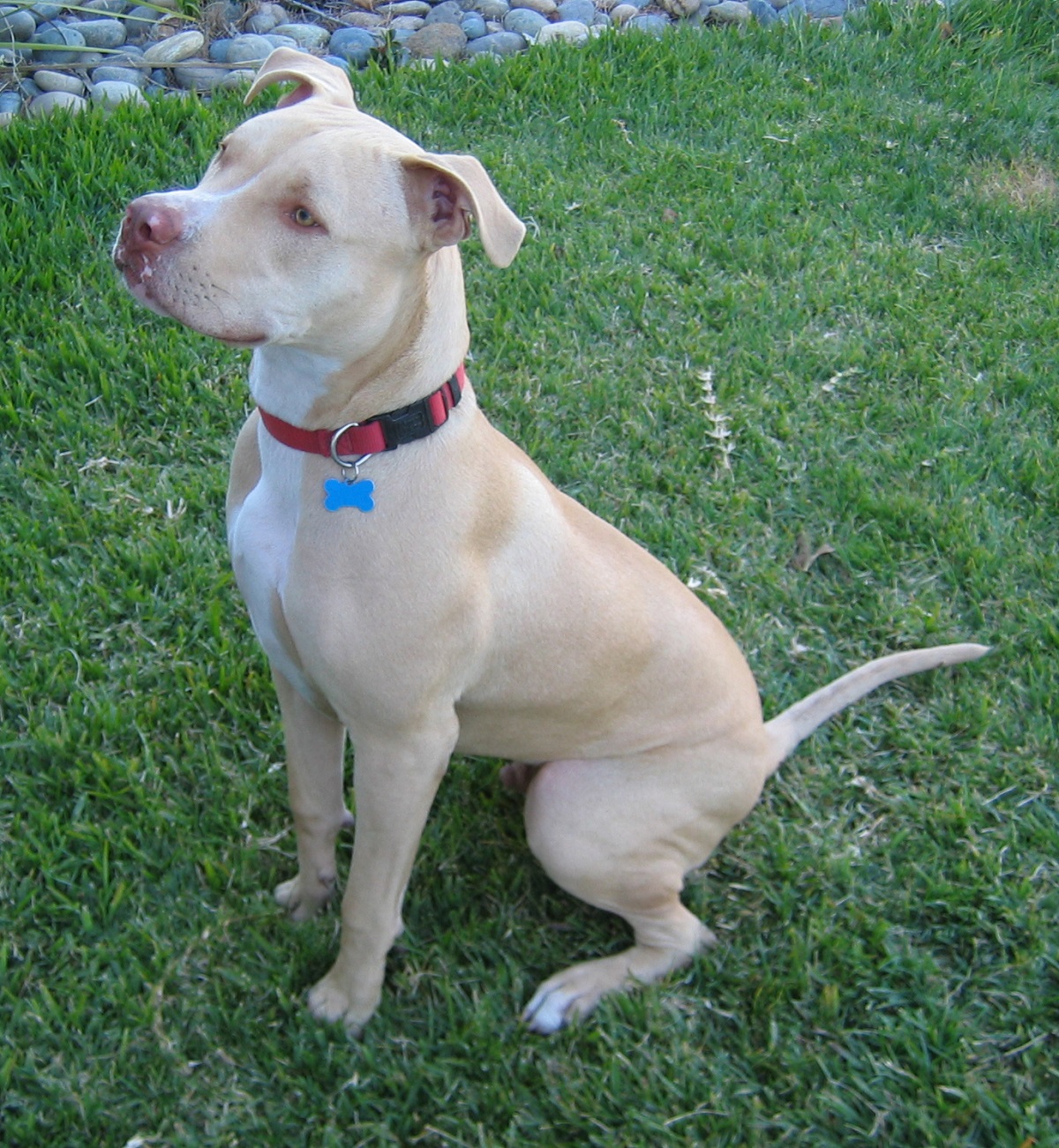 Pale White American Pit Bull Terrier