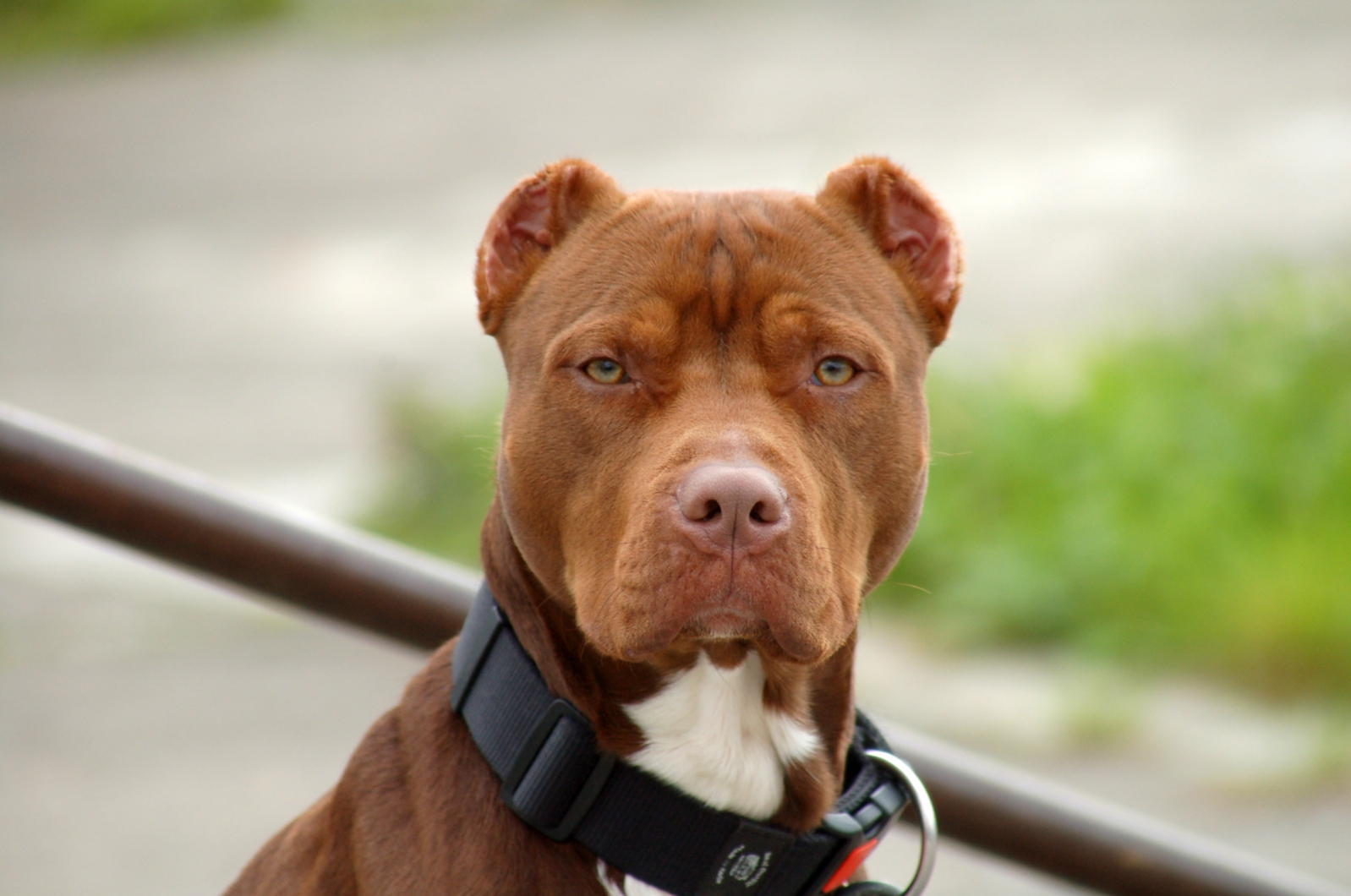 American Pit Bull Terrier Photos
