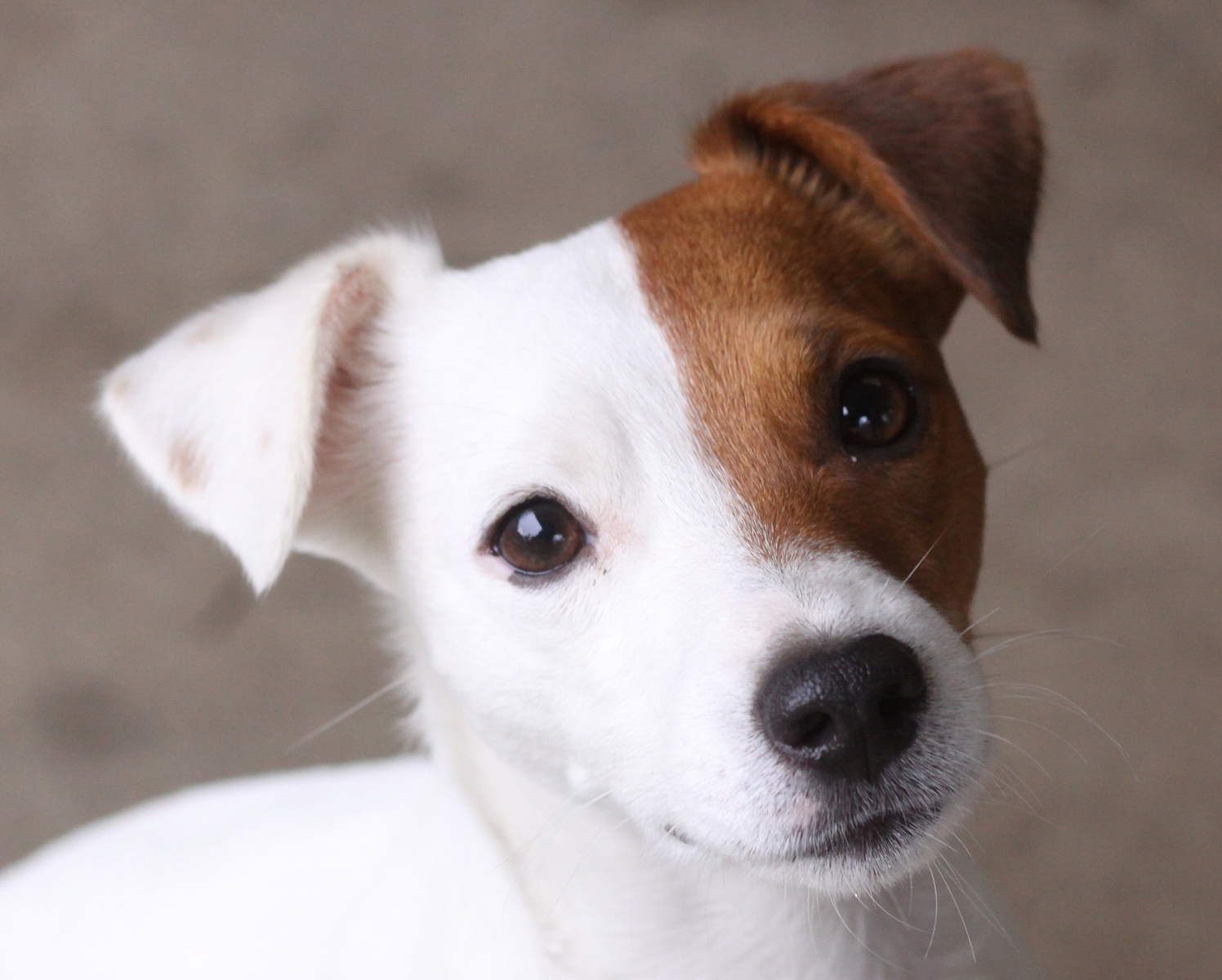 Young Jack Russell Terrier