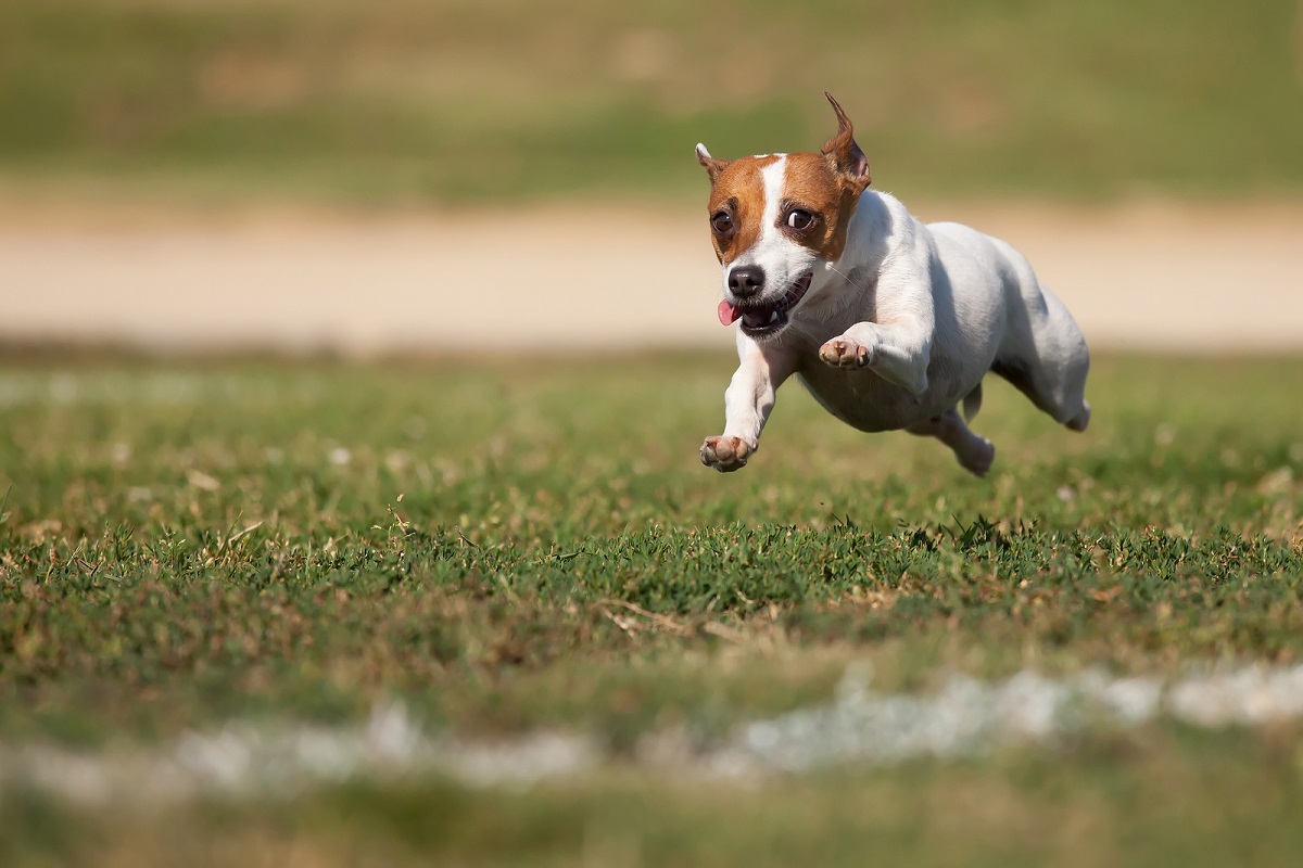 Jack Russell Terrier: a photo in flight