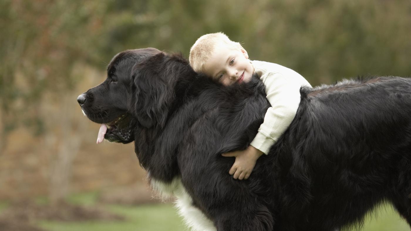 Newfoundland and the child