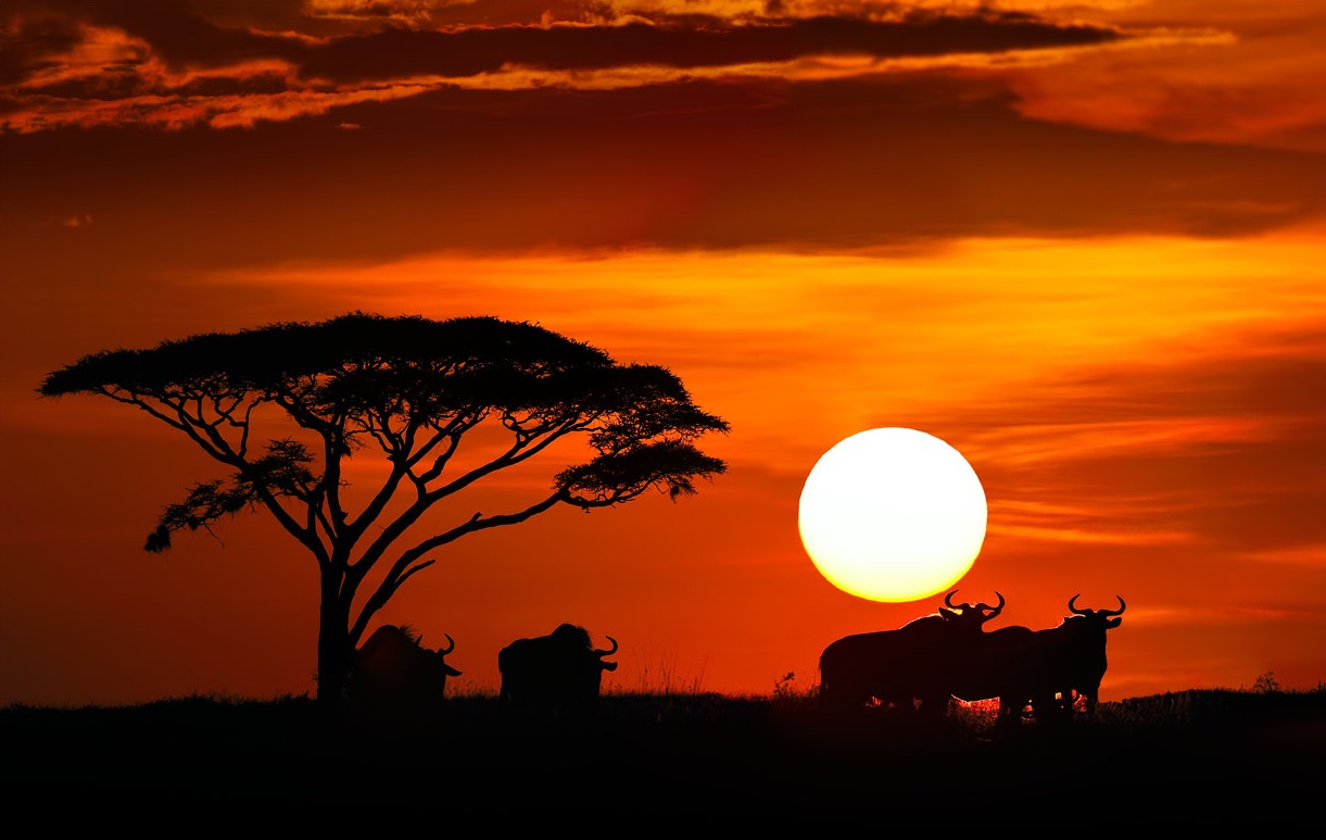 The setting sun of the wildebeest, Serengeti Park, Tanzania
