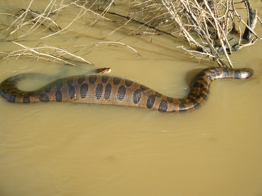 Giant anaconda