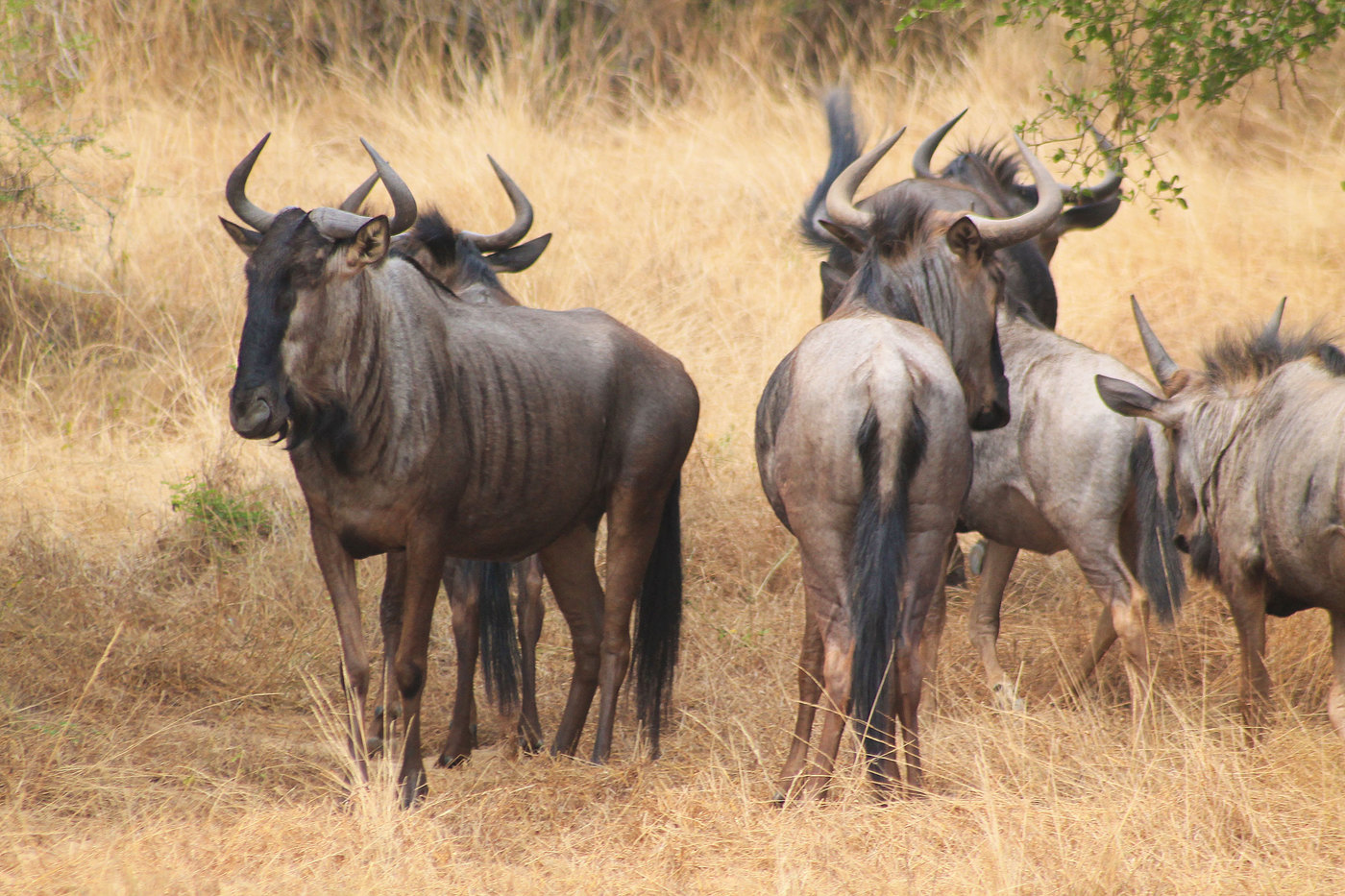 Wildebeest front and rear in Kissom National Park, Angola