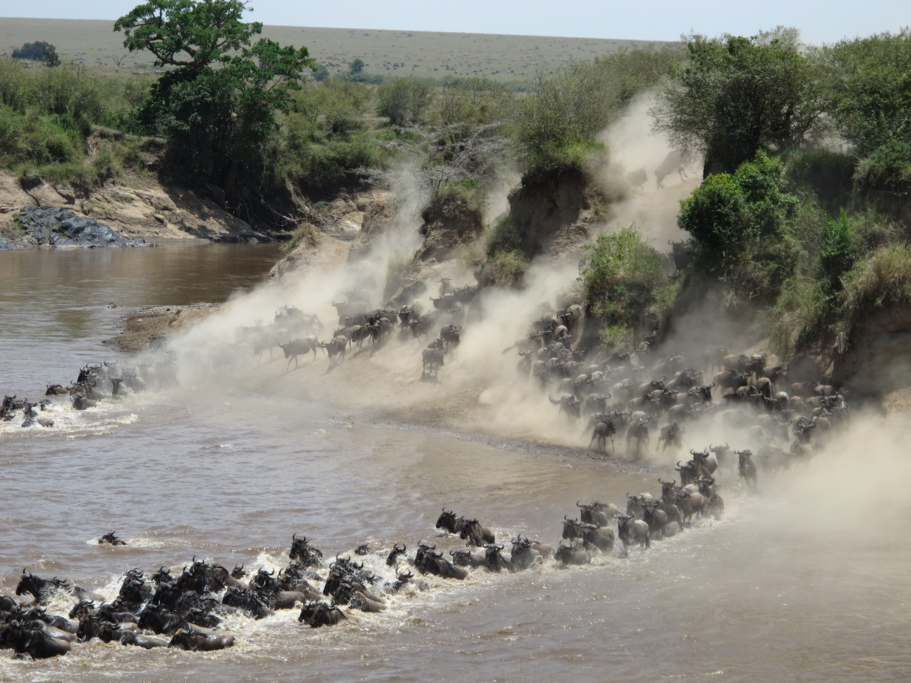 The great migration of the wildebeest on the route Kenya - Tanzania