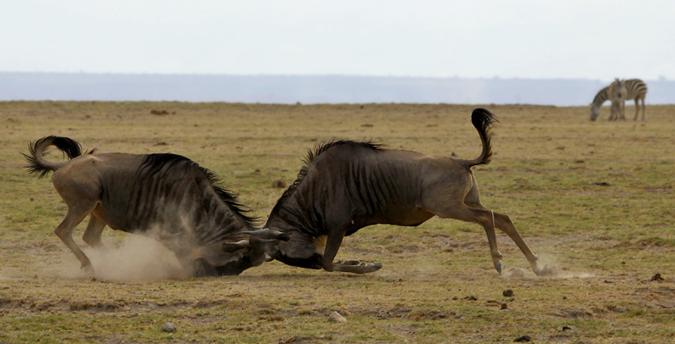 Two wildebeests are sorting out relationships in Kenya in Amboseli National Park