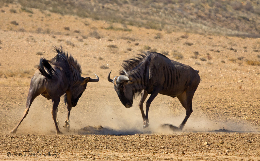 Battle of male wildebeest