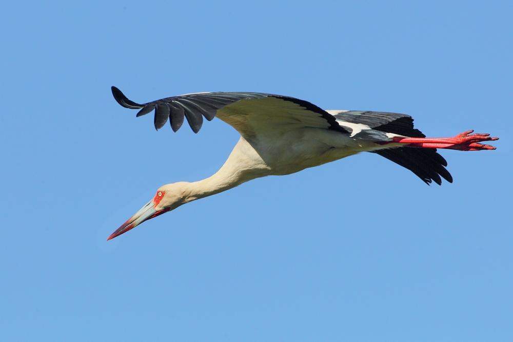 American stork in the sky
