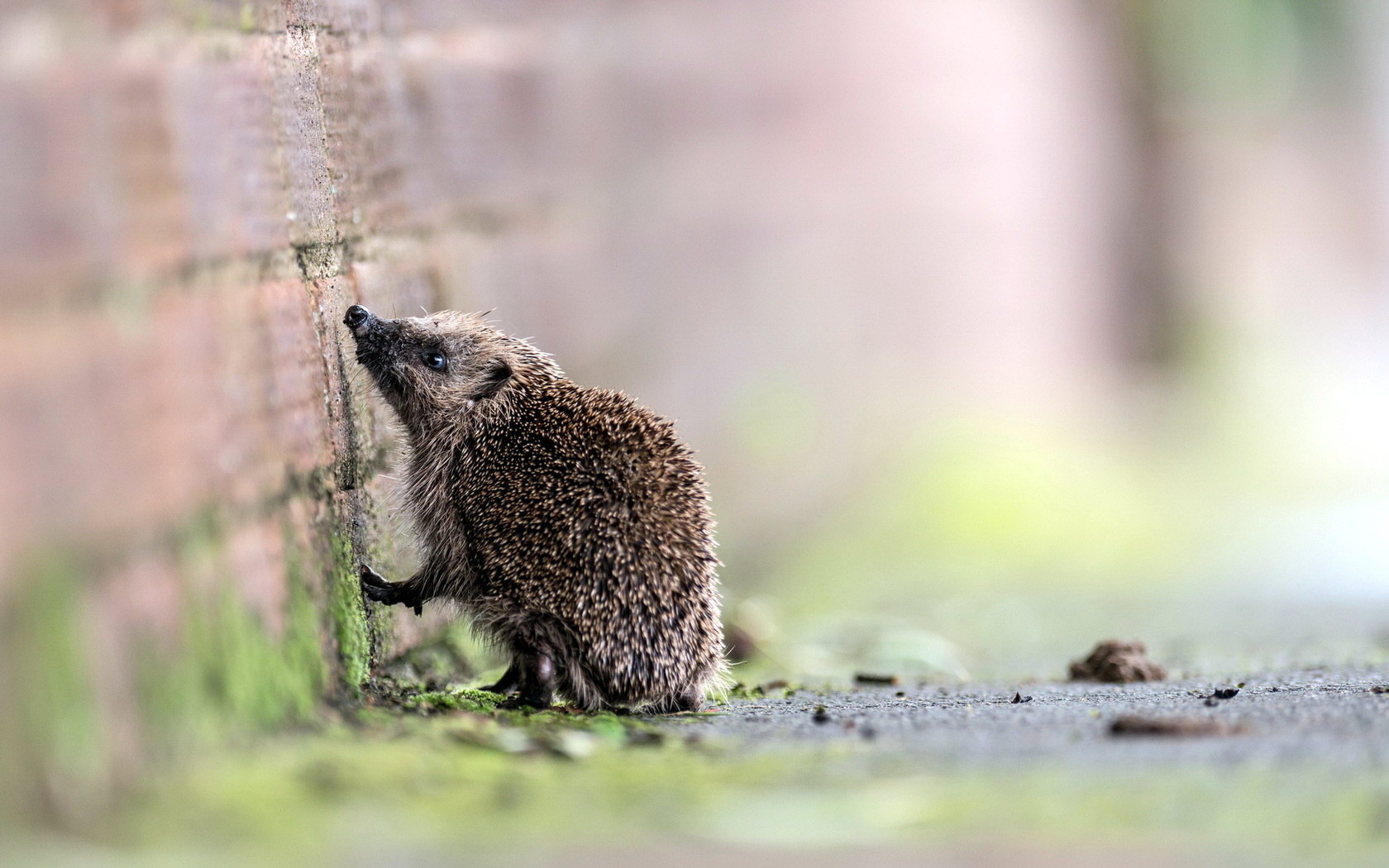 Beautiful hedgehog near the wall