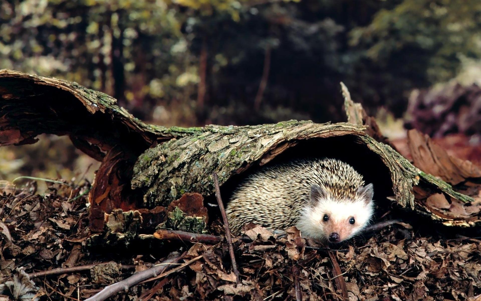 Beautiful photo of a hedgehog in the forest