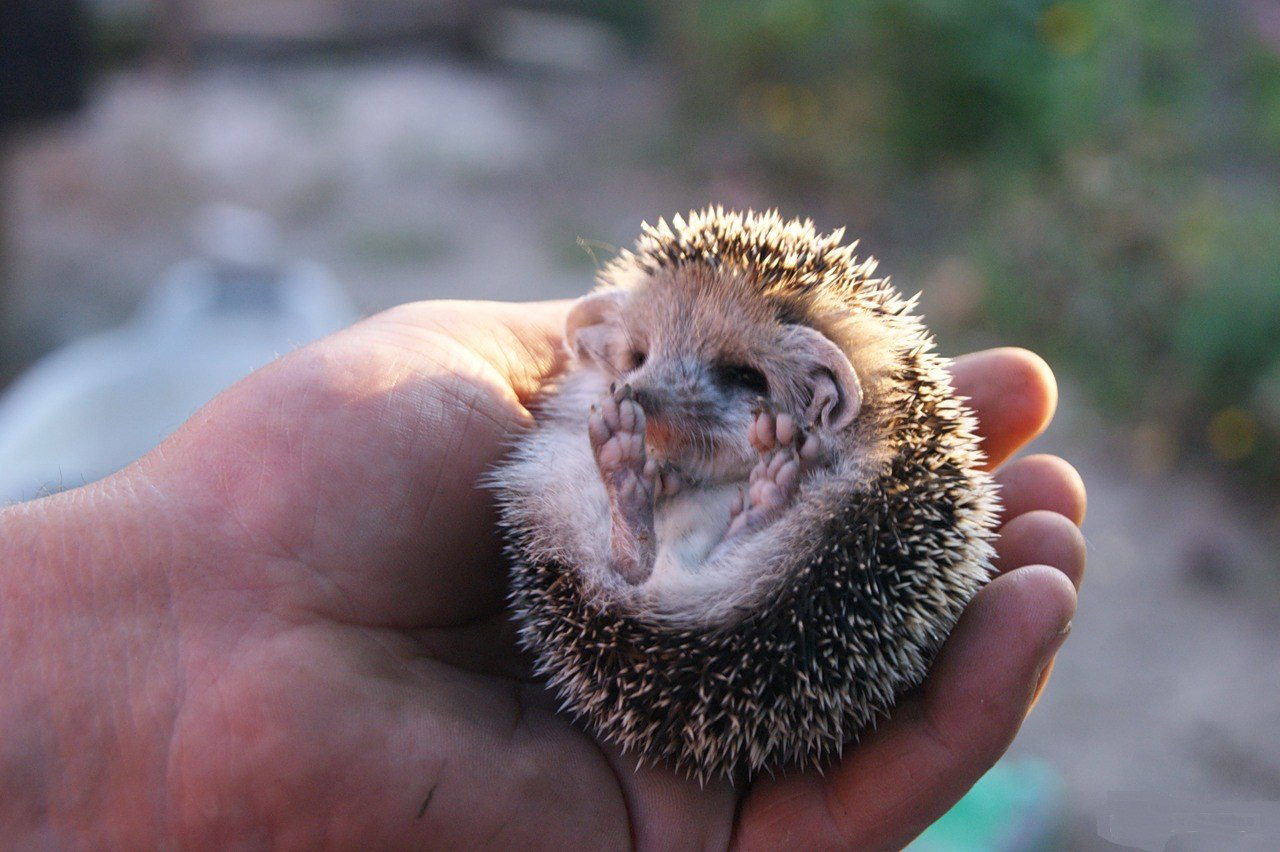 Beautiful little hedgehog in his hands