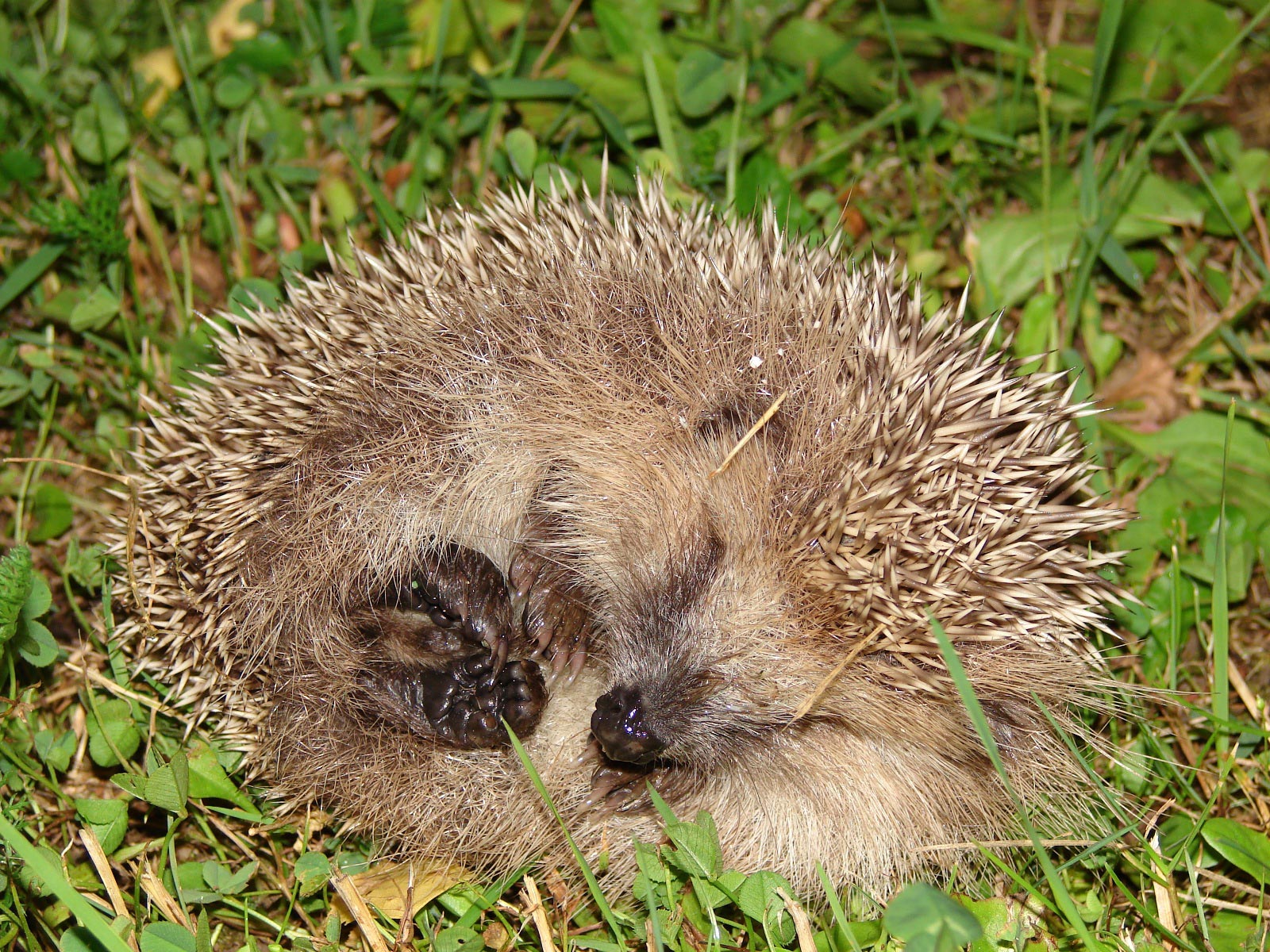 Hedgehog is sleeping