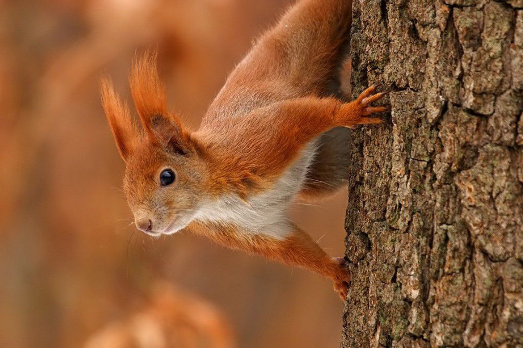 Photo of a squirrel on a tree