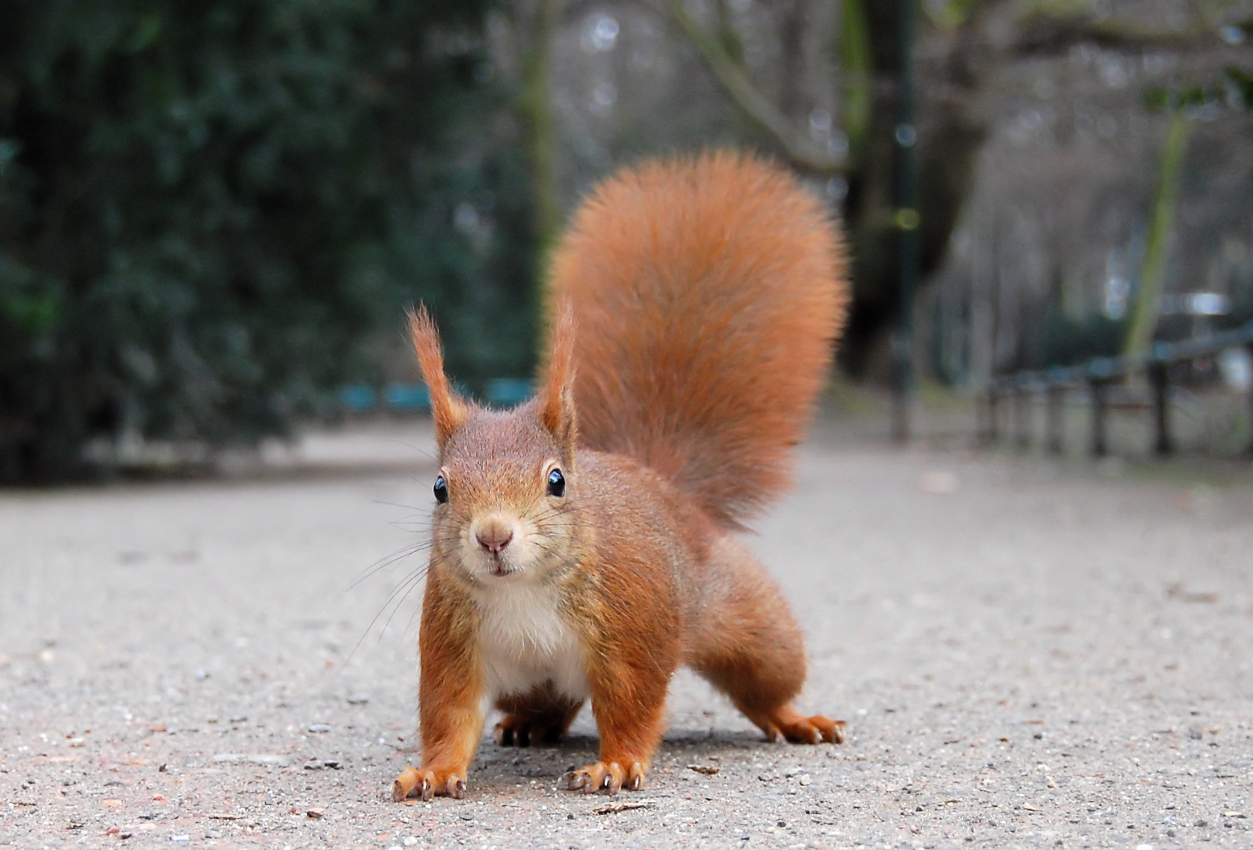 Photo of a squirrel in the park