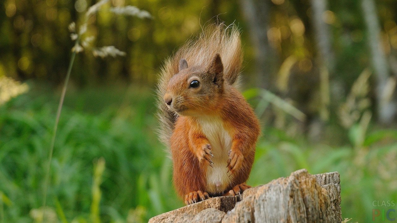 Photo squirrels