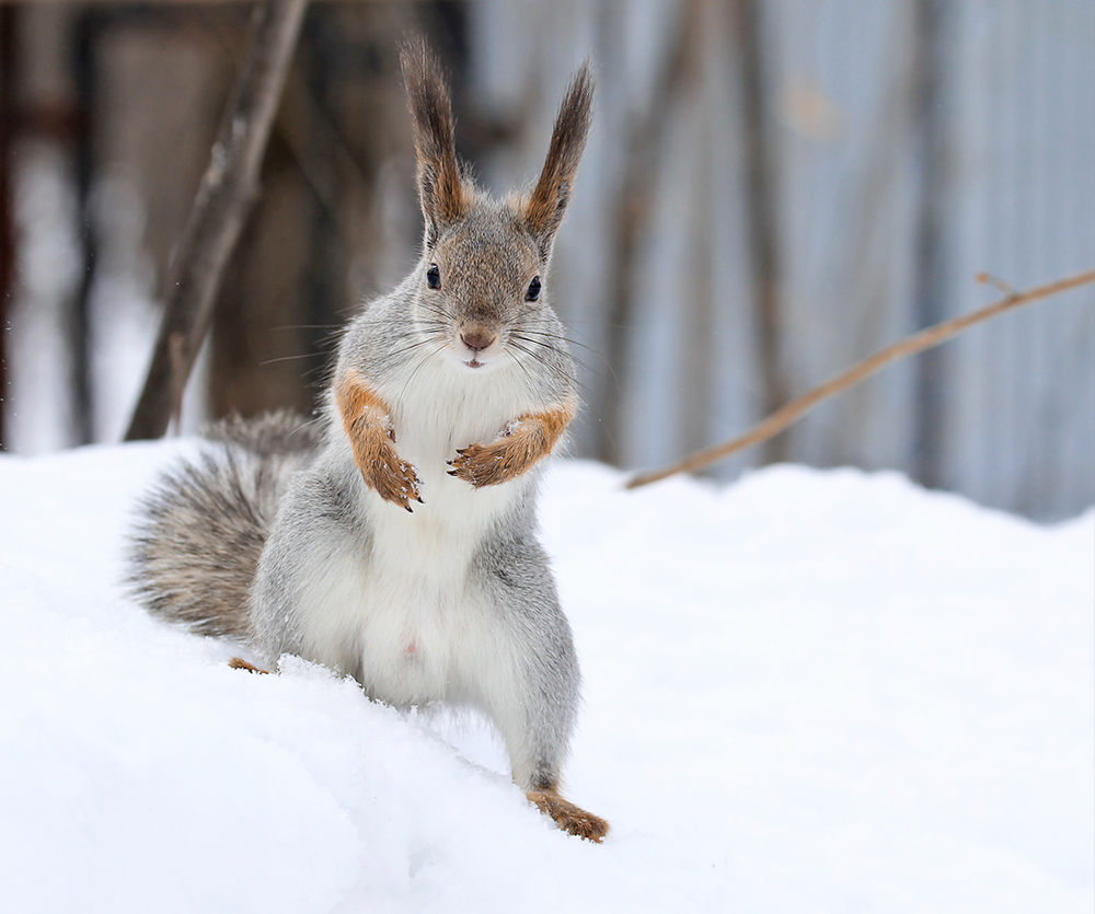 Photo of a squirrel in the snow