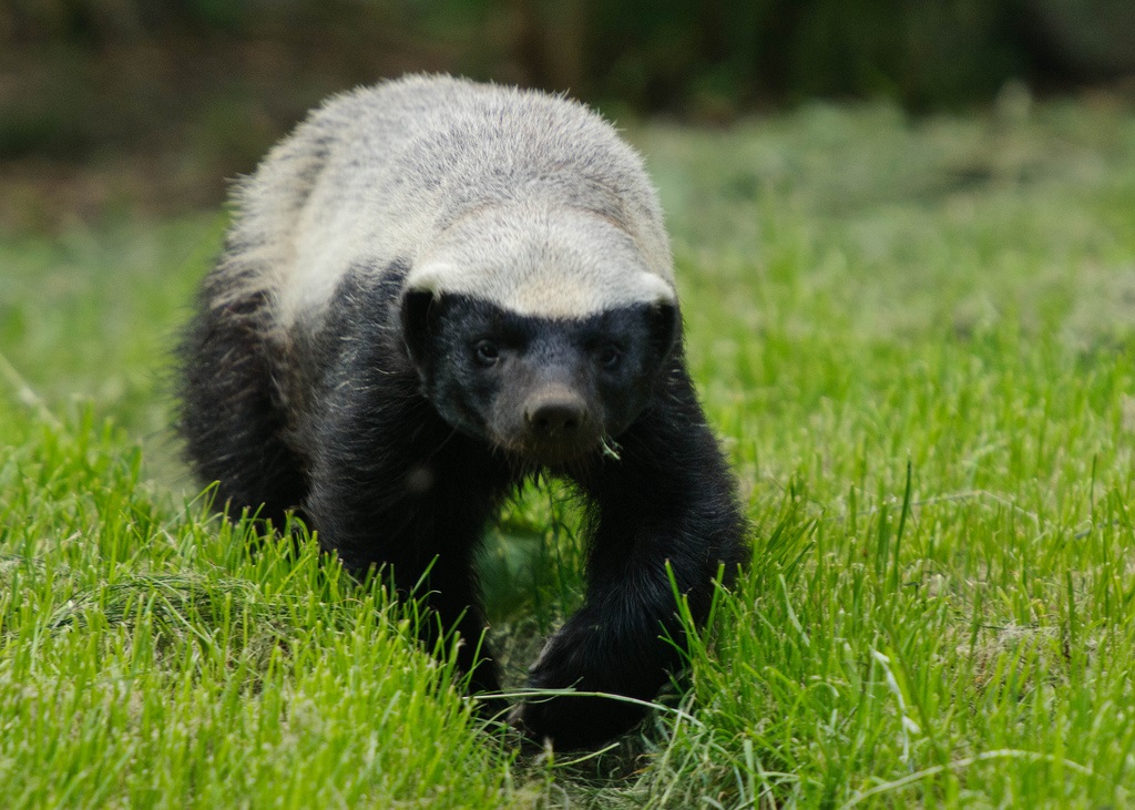 Honey badger, front photo