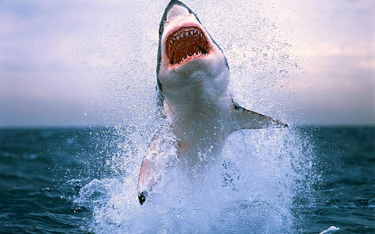 A great white shark jumps out of their waters