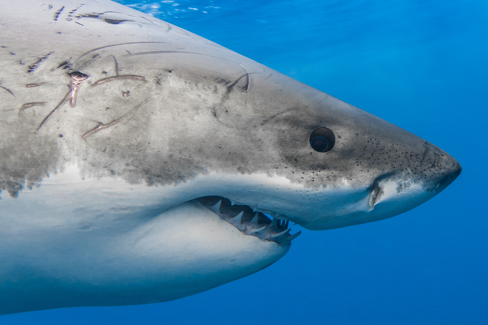 The head of a great white shark with scars