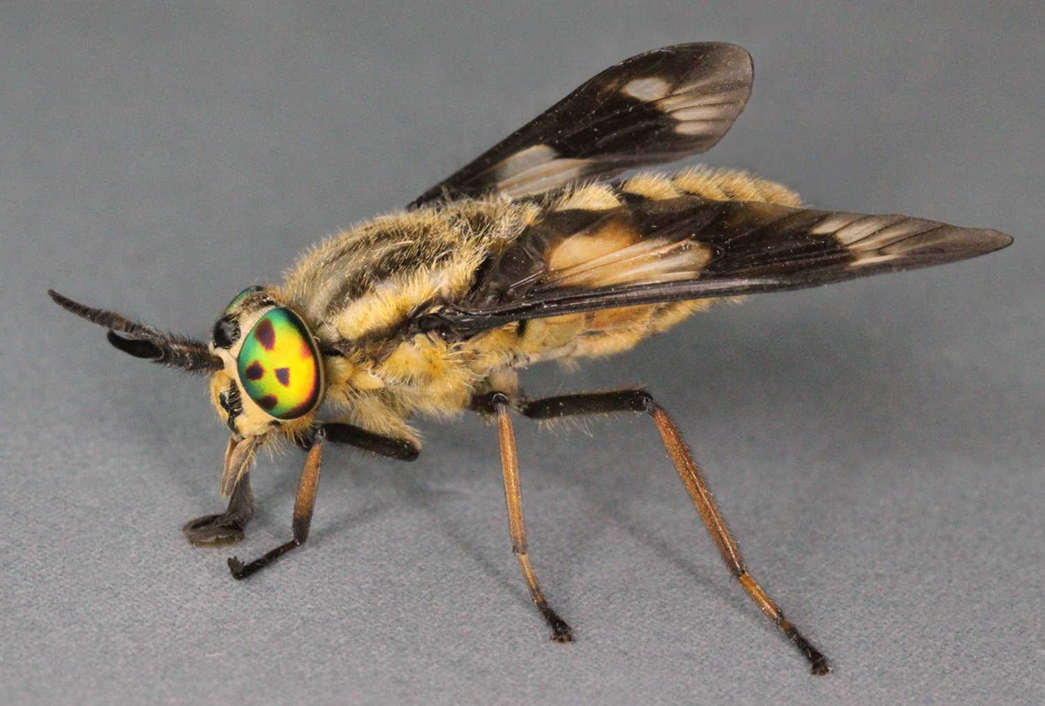 Spésiés Horsefly CHRYSOPS RELICTUS (kijang umum ngapung, iwung. Chrysops relictus)
