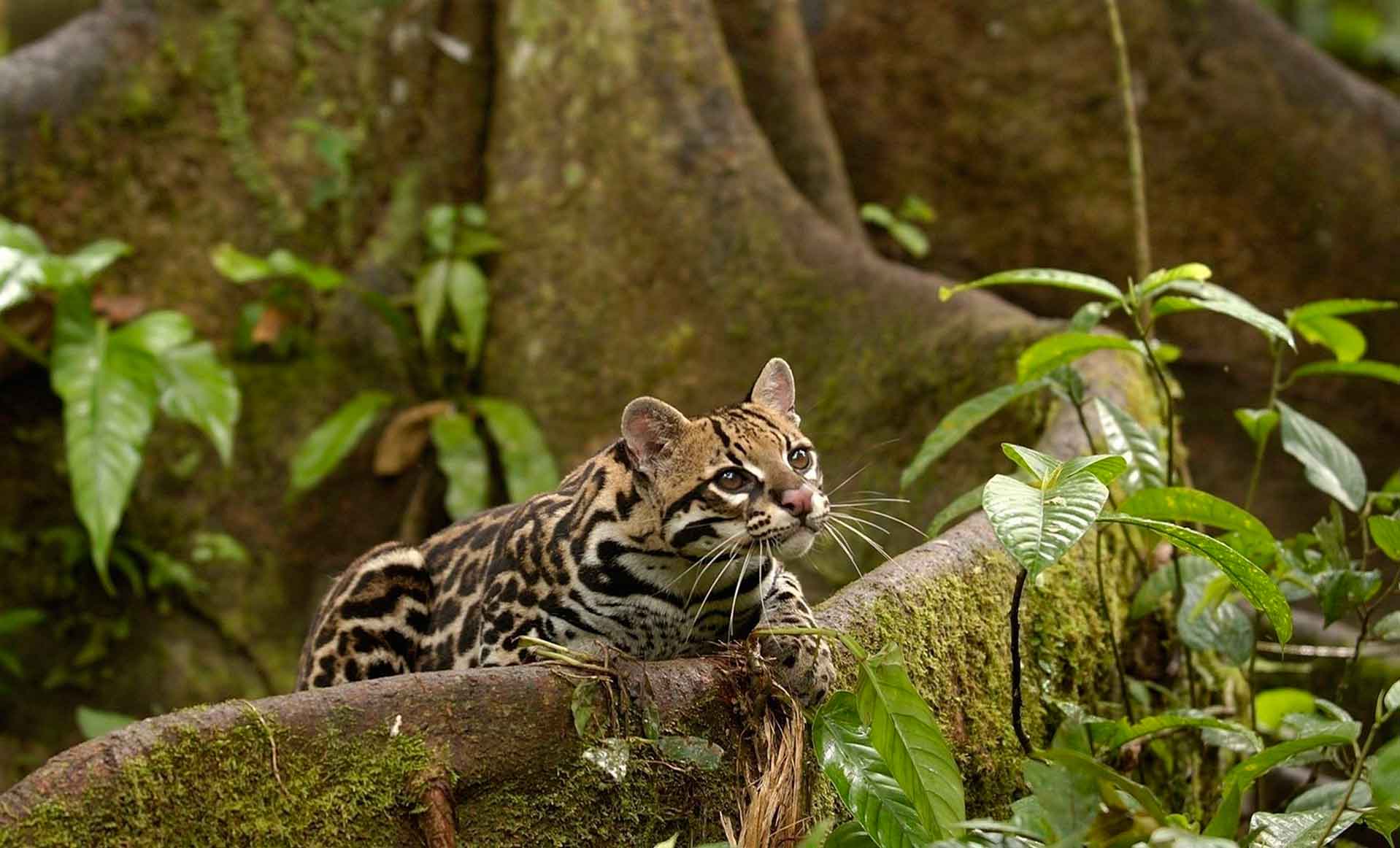 Ocelot at the foot of a large tree