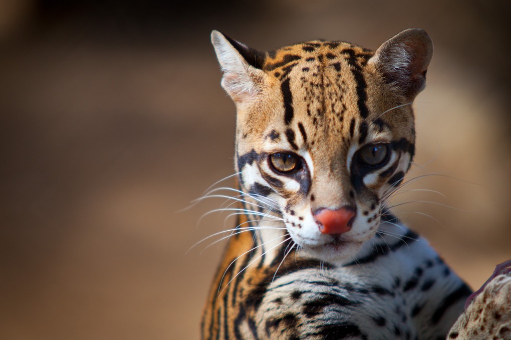 Curious ocelot is looking out for something