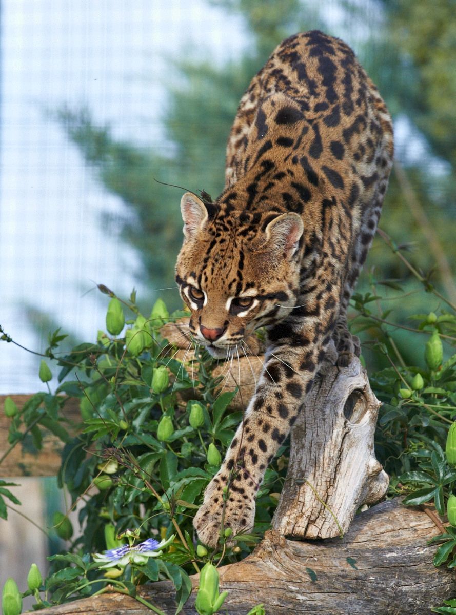 Photo of an ocelot at the zoo
