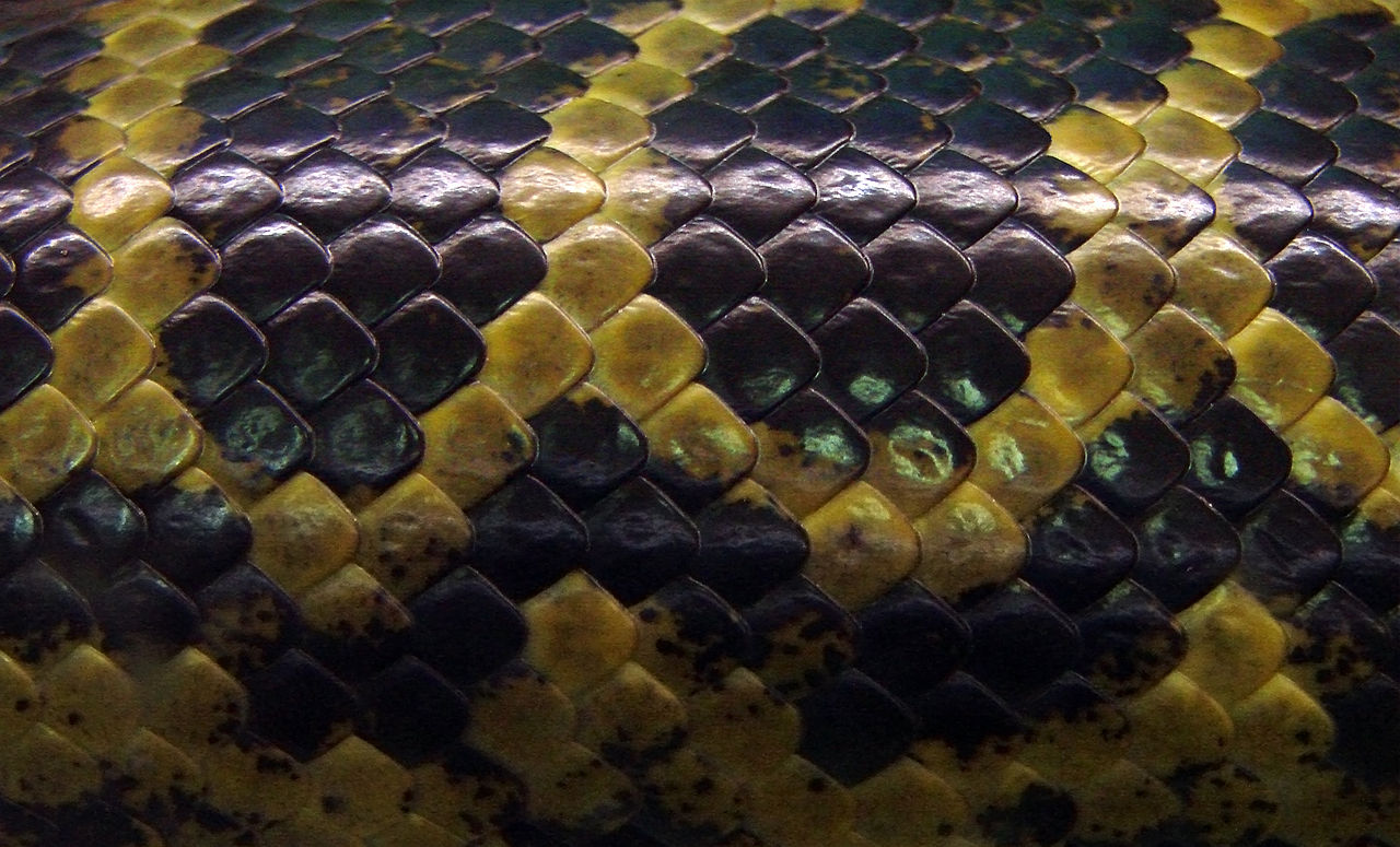 Ornament on the scales of the Paraguayan anaconda