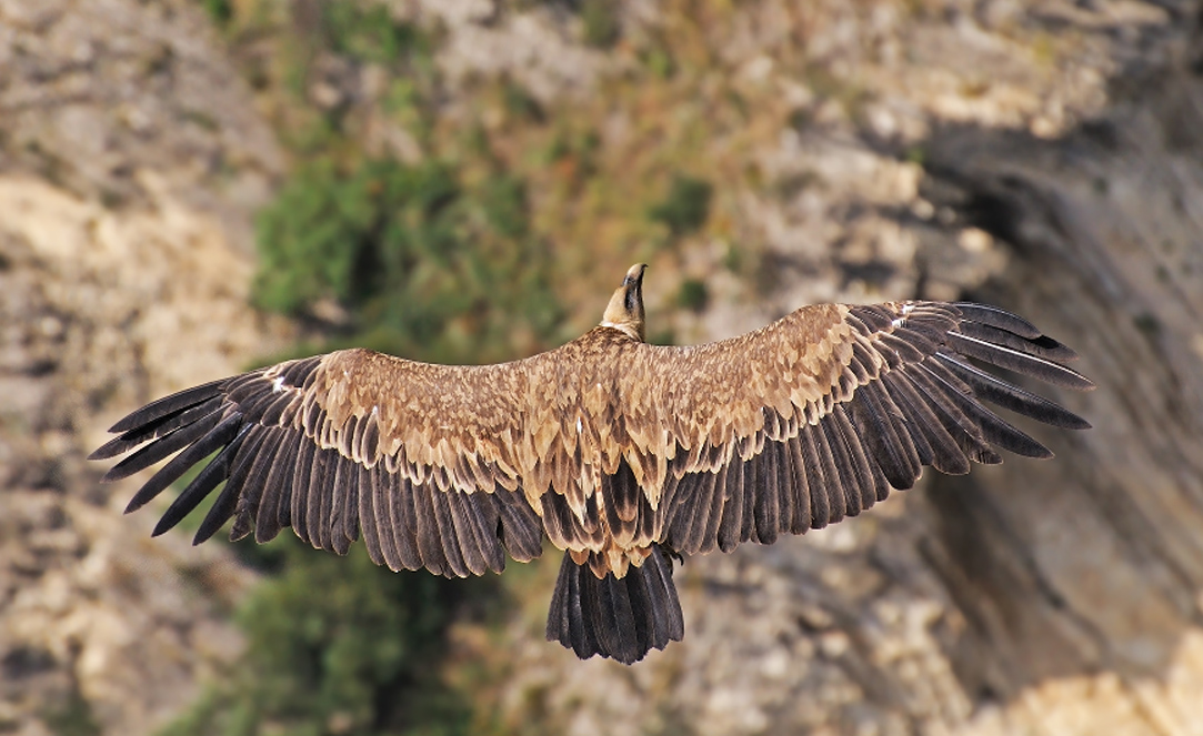 Griffon vulture in flight, view from above