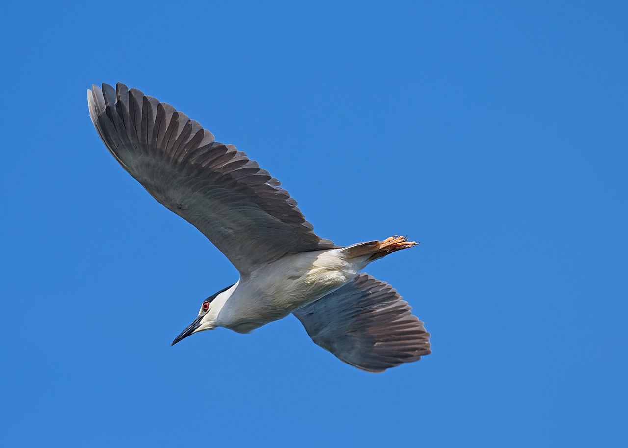 Common heron in flight