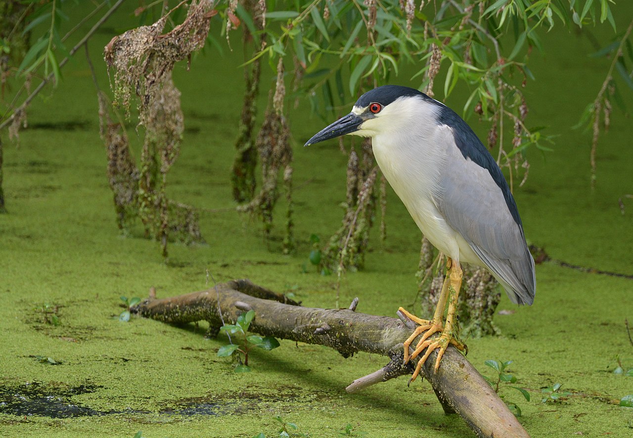 Common heron in the swamp