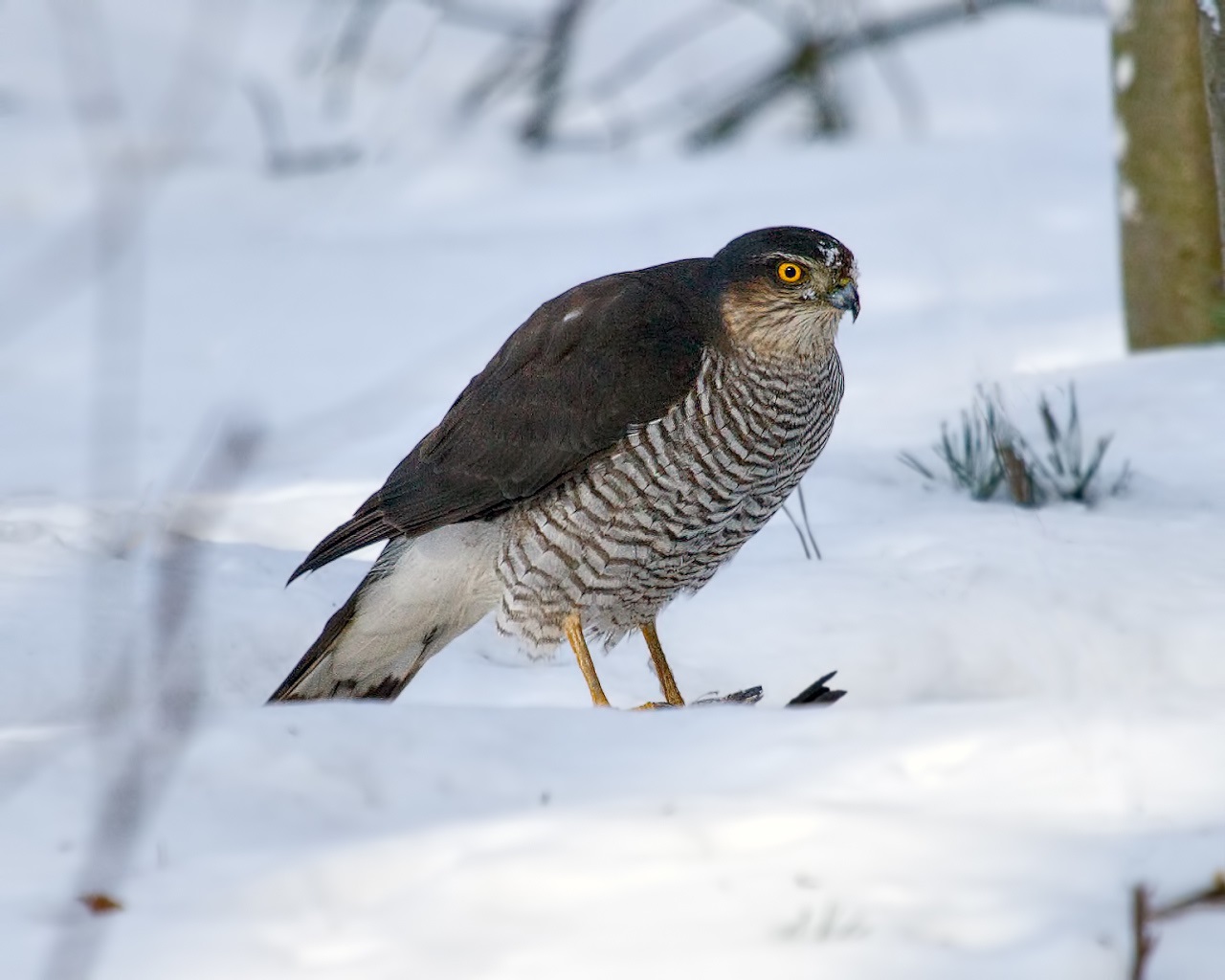Sparrow Hawk sur Snow with Prey