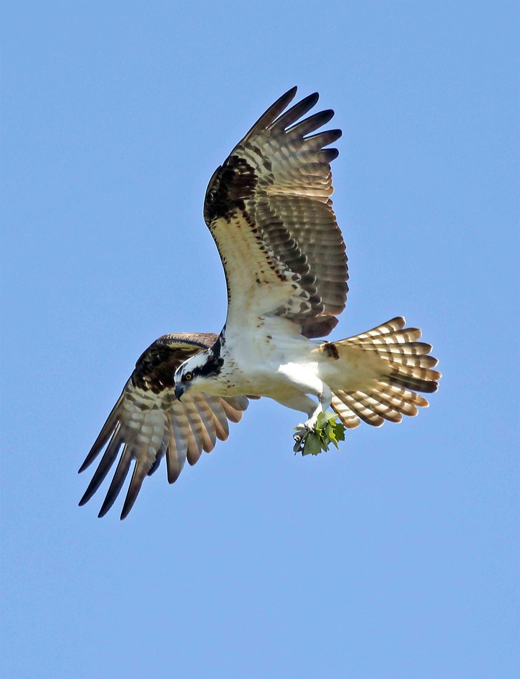 Osprey female tore leaves from a nearby tree for a nest tray