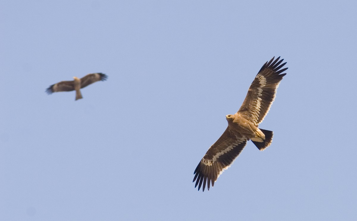 A pair of steppe eagles high in the sky