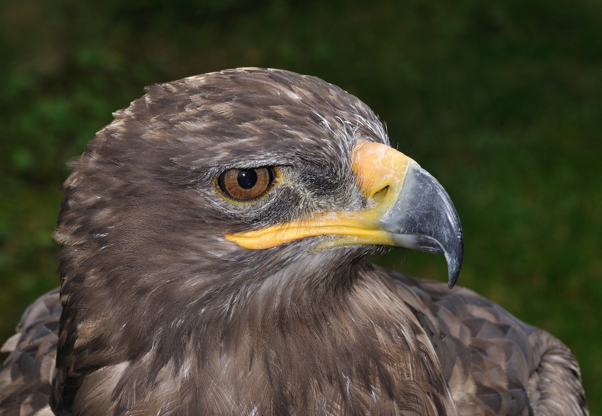 Head of a steppe eagle, adult