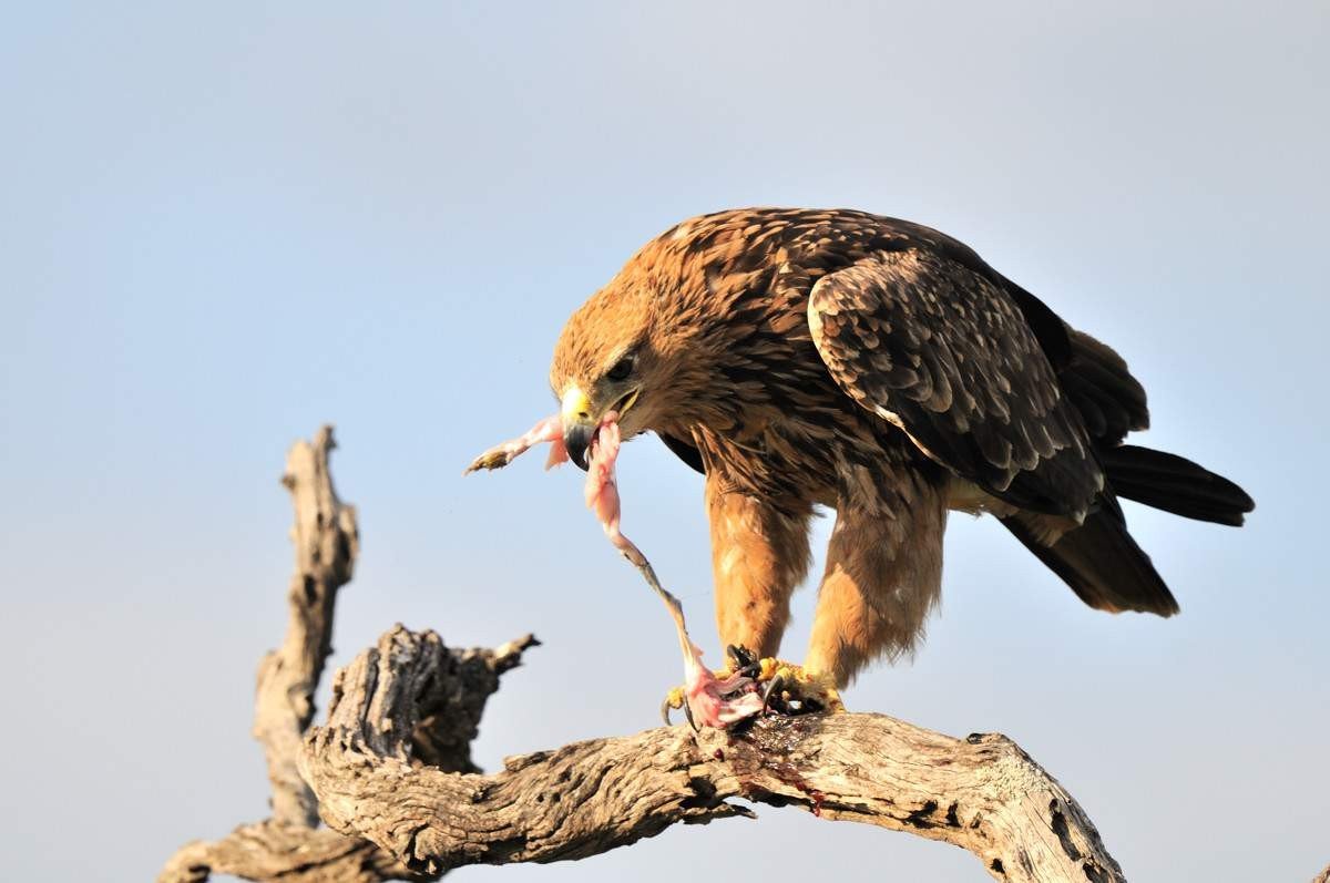 Steppe eagle feasts after hunting