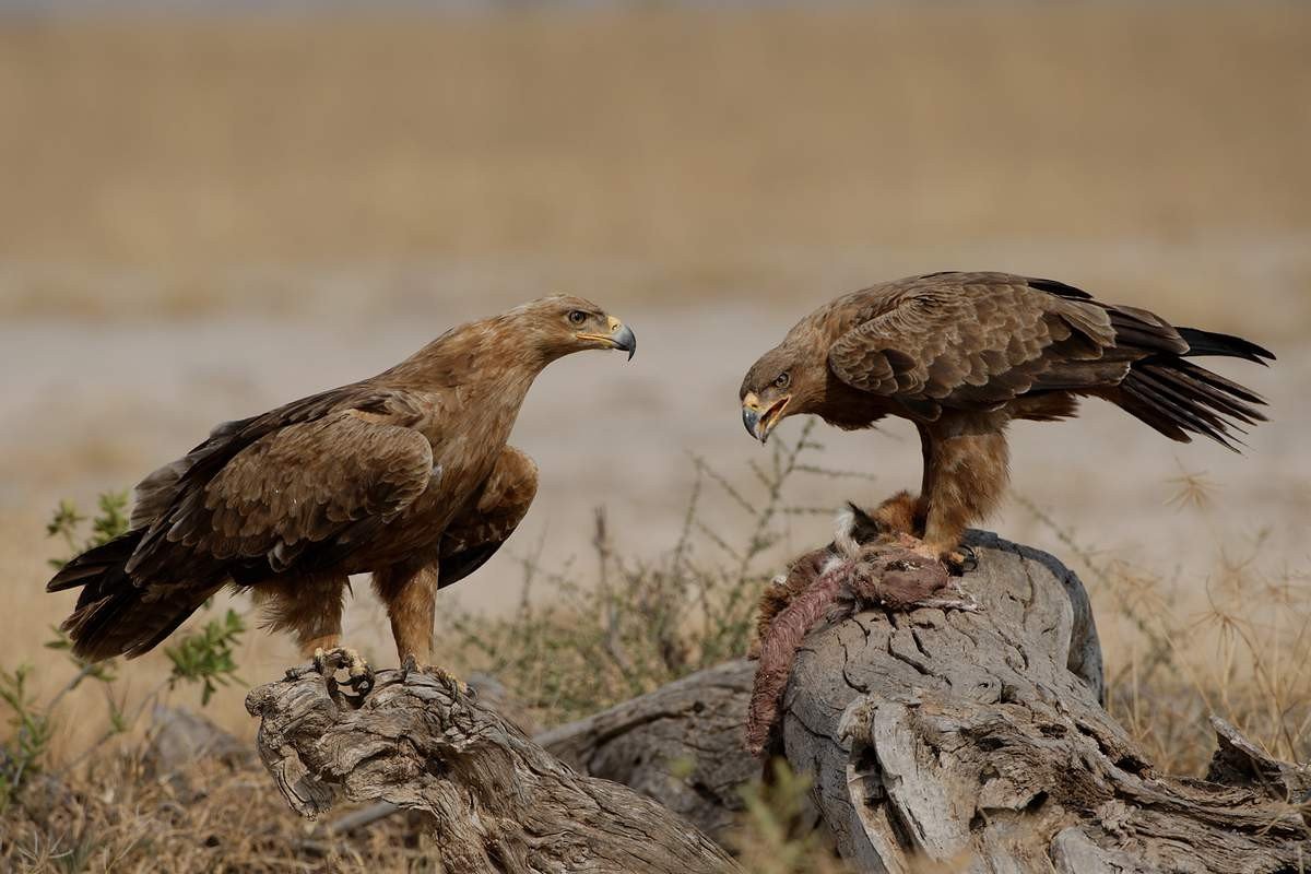 A pair of steppe eagles deals with the carcass