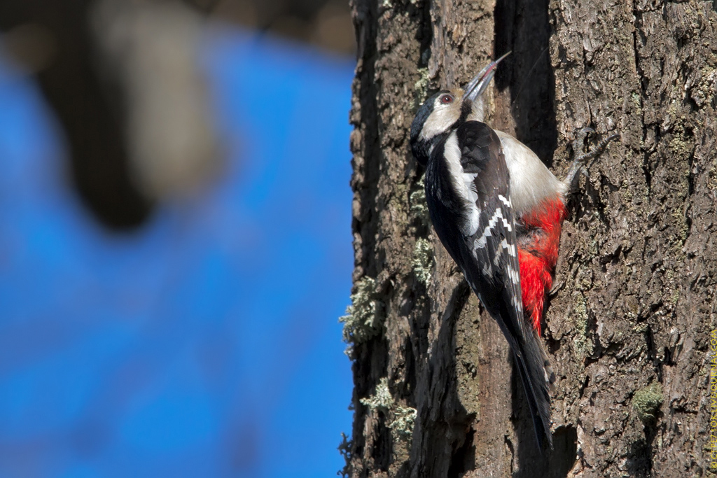 The photo shows the language of the woodpecker.